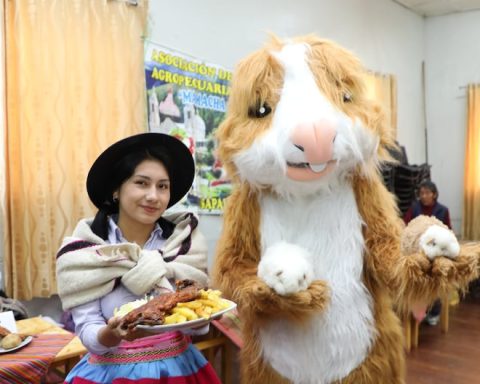 Huancayo: Guinea pig production grows in the southern zone and is preparing for export