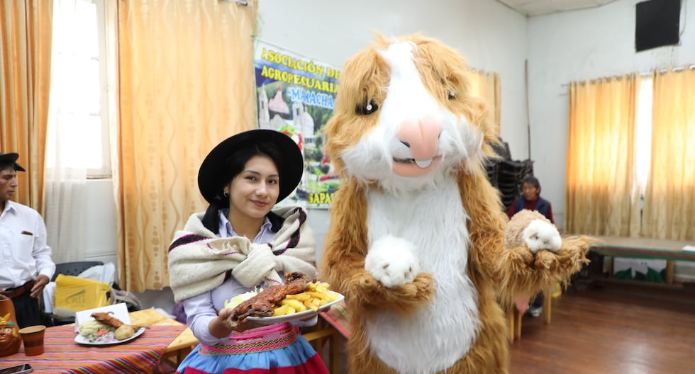 Huancayo: Guinea pig production grows in the southern zone and is preparing for export