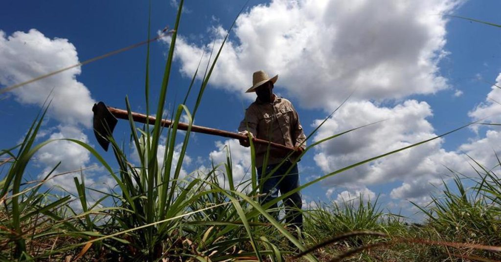 “In the last harvest we were left without harvesting 14,000 tons of cane"
