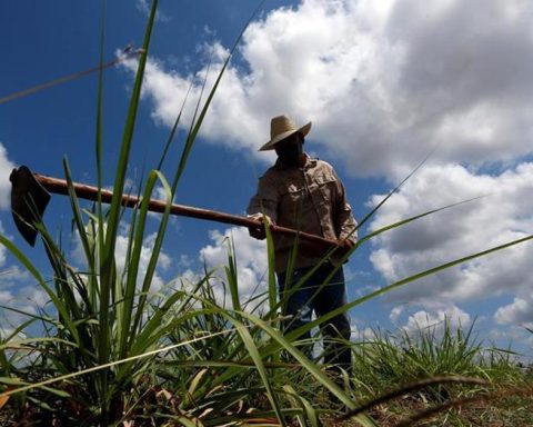 “In the last harvest we were left without harvesting 14,000 tons of cane"