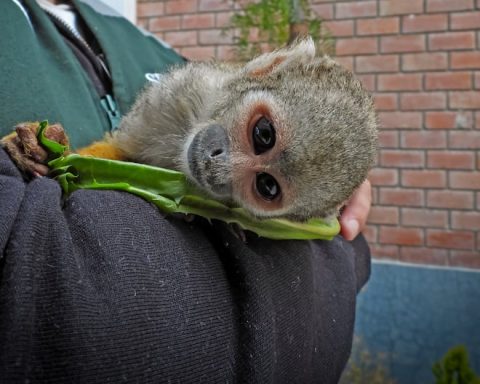 Jauja: Serfor rescues friar monkey with signs of captivity in Acolla