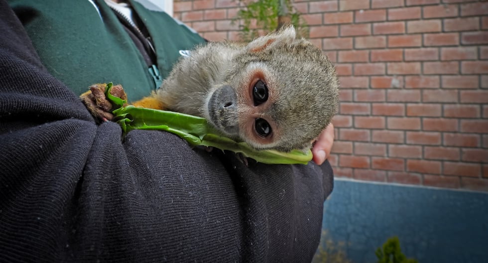 Jauja: Serfor rescues friar monkey with signs of captivity in Acolla