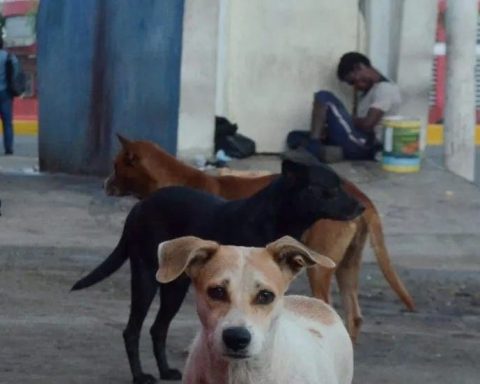 Fundación LASO denuncia envenenamiento de perros en Santo Domingo Norte y anuncia sometimiento a la justicia