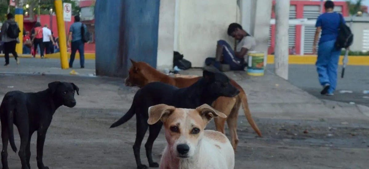 Fundación LASO denuncia envenenamiento de perros en Santo Domingo Norte y anuncia sometimiento a la justicia
