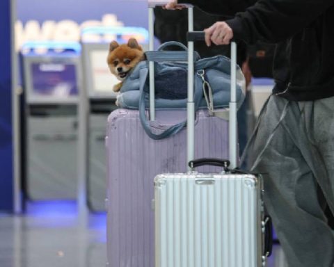 Like a movie! The dog hotel that surprises the world.