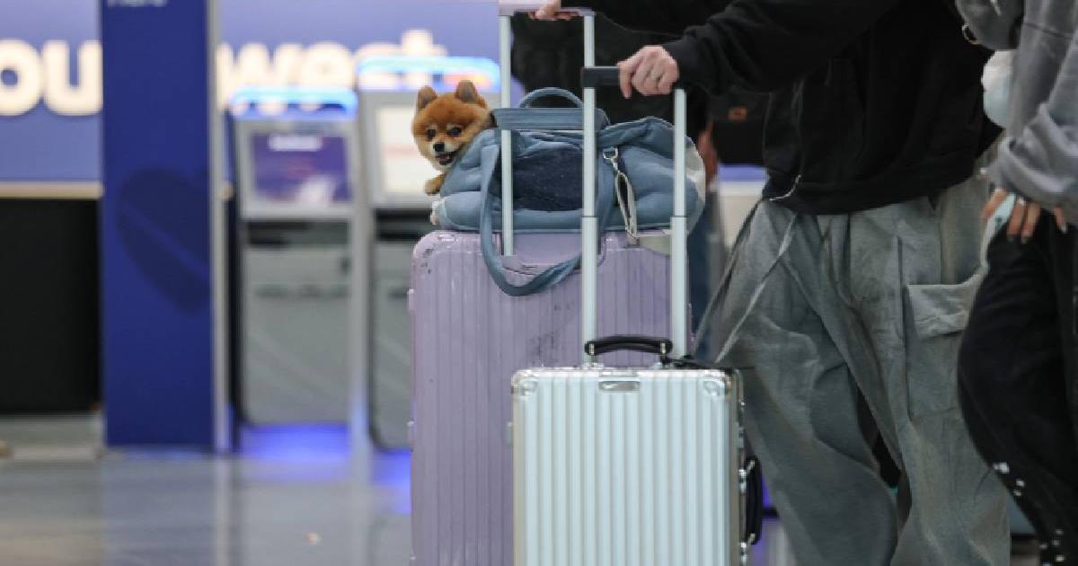 Like a movie! The dog hotel that surprises the world.