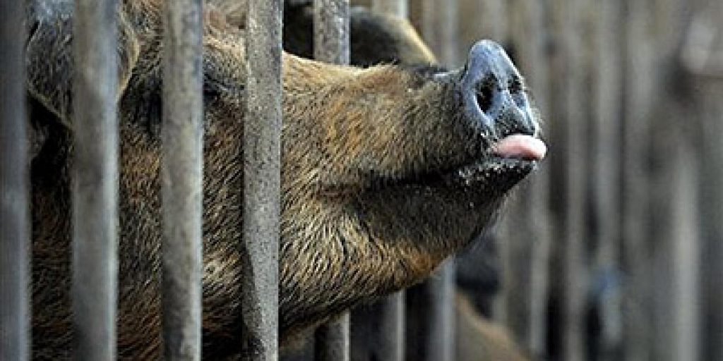 Mexico suspends imports of pork products from Spain due to swine fever outbreak