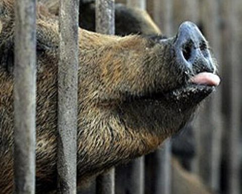 Mexico suspends imports of pork products from Spain due to swine fever outbreak