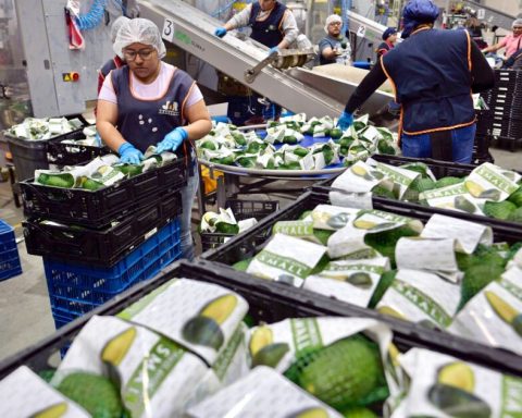 Michoacán, the agro-export power threatened by organized crime