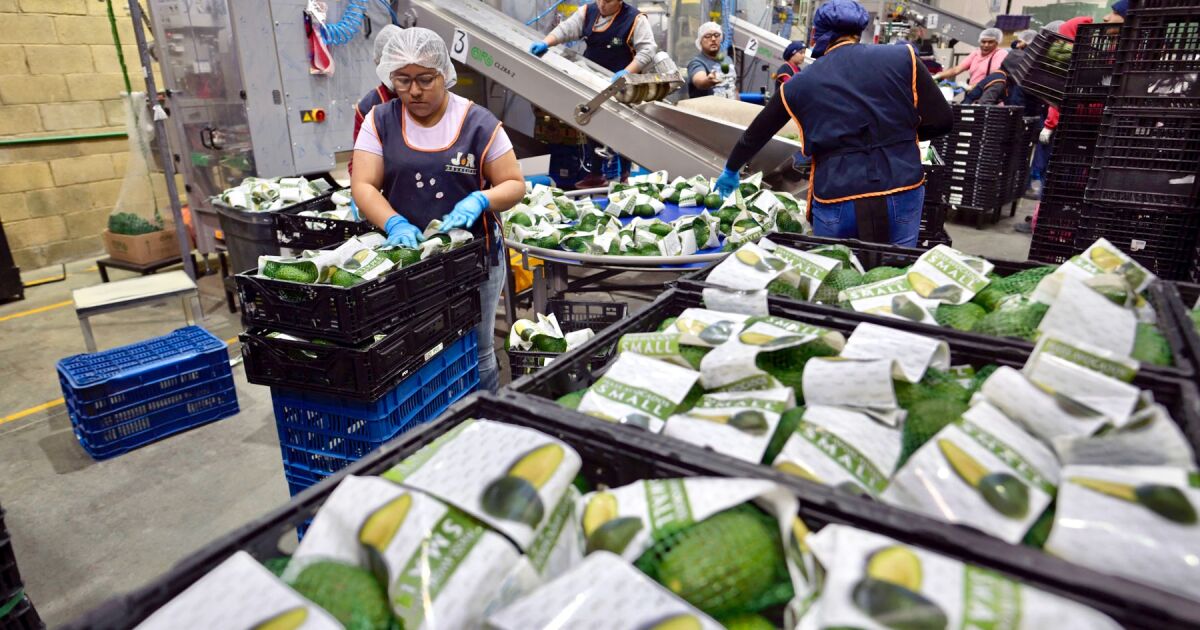 Michoacán, the agro-export power threatened by organized crime