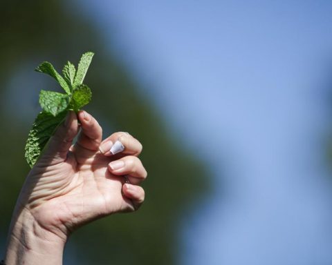 Minambiente publishes environmental guidelines for sustainable avocado production in Colombia