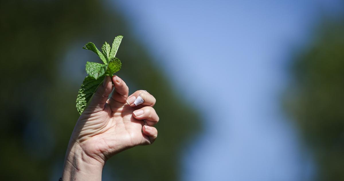 Minambiente publishes environmental guidelines for sustainable avocado production in Colombia