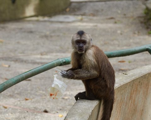 Neighbors of Caricuao denounce the irruption of a herd of monkeys into homes and demand action from the authorities