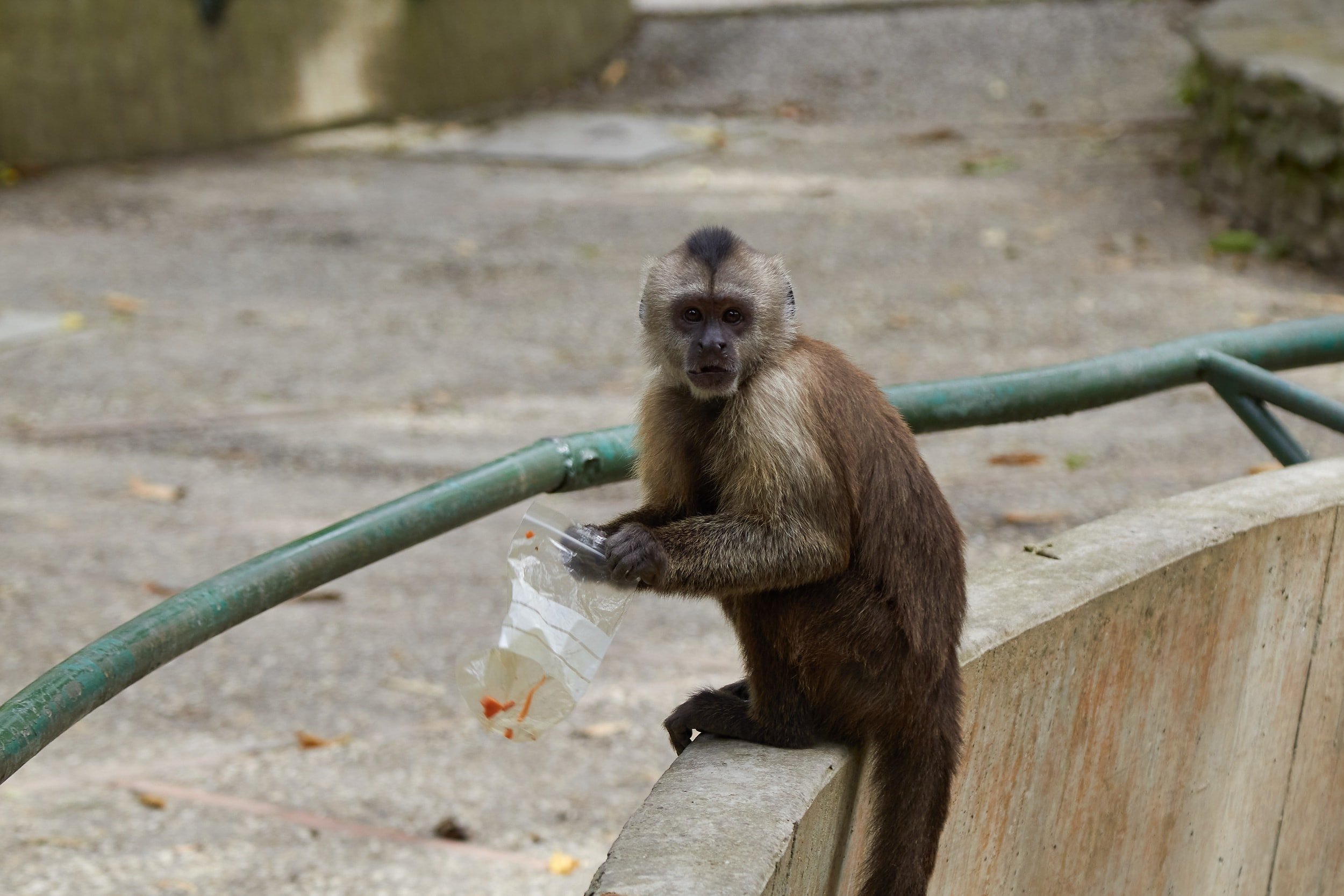 Neighbors of Caricuao denounce the irruption of a herd of monkeys into homes and demand action from the authorities