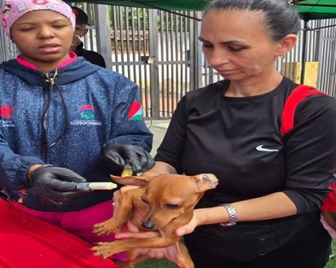 Operation Caracas Sonríe strengthens veterinary care and sterilization days