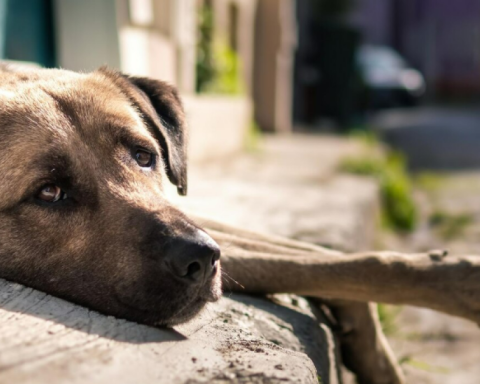 Penal Code under scrutiny: they ask for jail time for those responsible for animal abuse