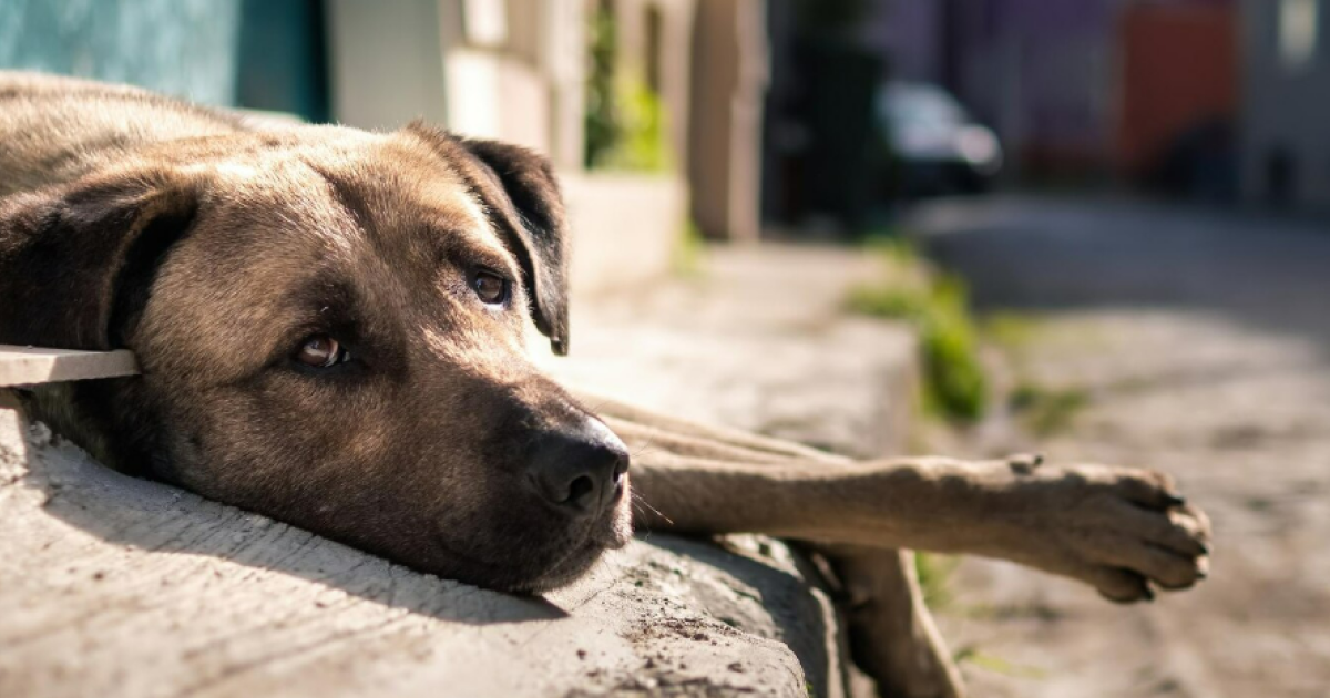 Penal Code under scrutiny: they ask for jail time for those responsible for animal abuse