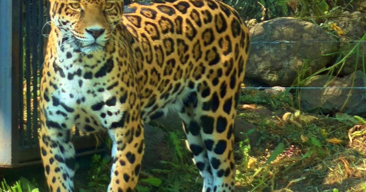 Project begins DNA tests on jaguars to achieve their reproduction in captivity