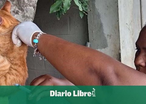 Public Health begins vaccination day against rabies