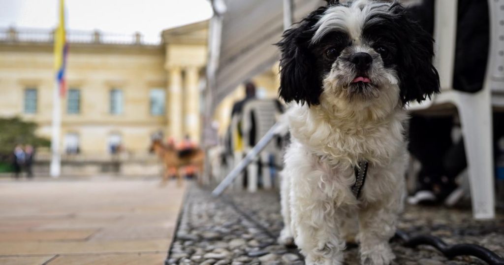 PyBAFest 2025: Bogotá celebrates animal welfare with adoption days and activities