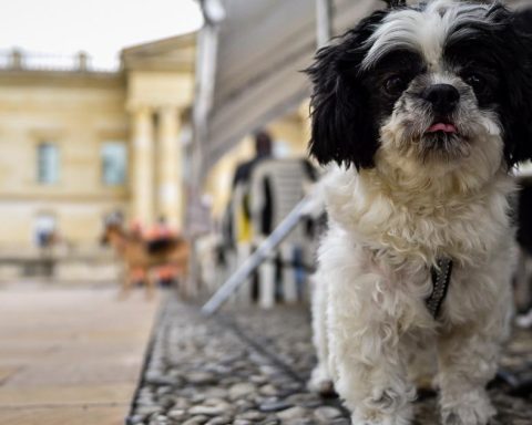 PyBAFest 2025: Bogotá celebrates animal welfare with adoption days and activities