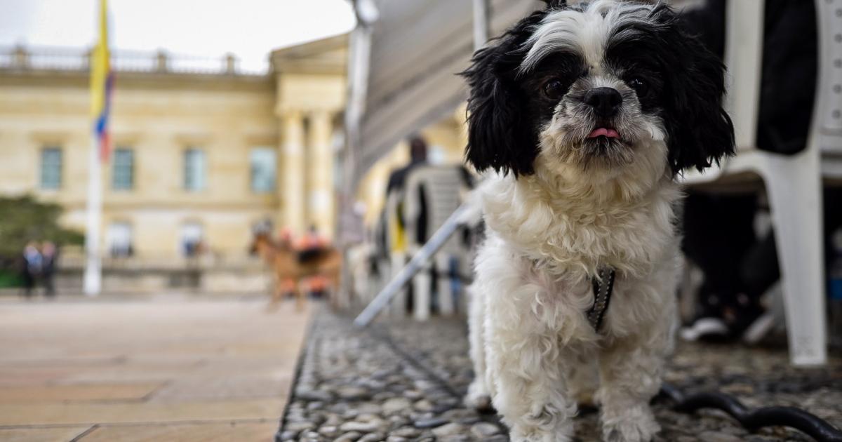 PyBAFest 2025: Bogotá celebrates animal welfare with adoption days and activities