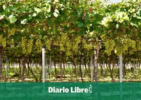 San Juan begins table grape harvest