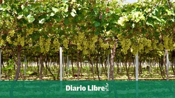 San Juan begins table grape harvest