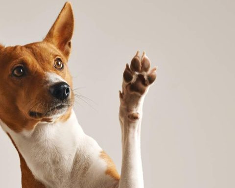 Santa Marta inaugurates the first pet cemetery in the country: this you should know