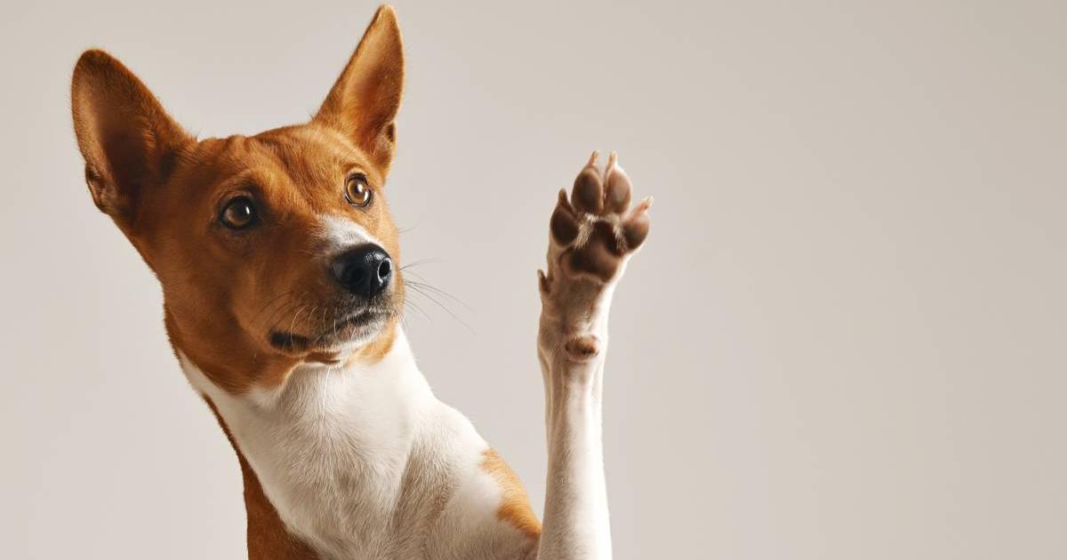 Santa Marta inaugurates the first pet cemetery in the country: this you should know