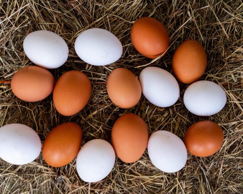 Sanut anuncia el tercer taller de Avicultura: producción de huevos para principiantes