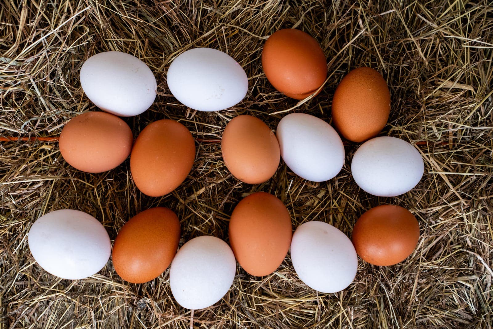 Sanut anuncia el tercer taller de Avicultura: producción de huevos para principiantes