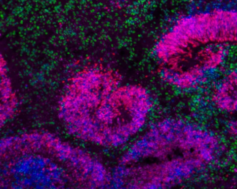 Scientists present the first draft of the atlas of the developing brain