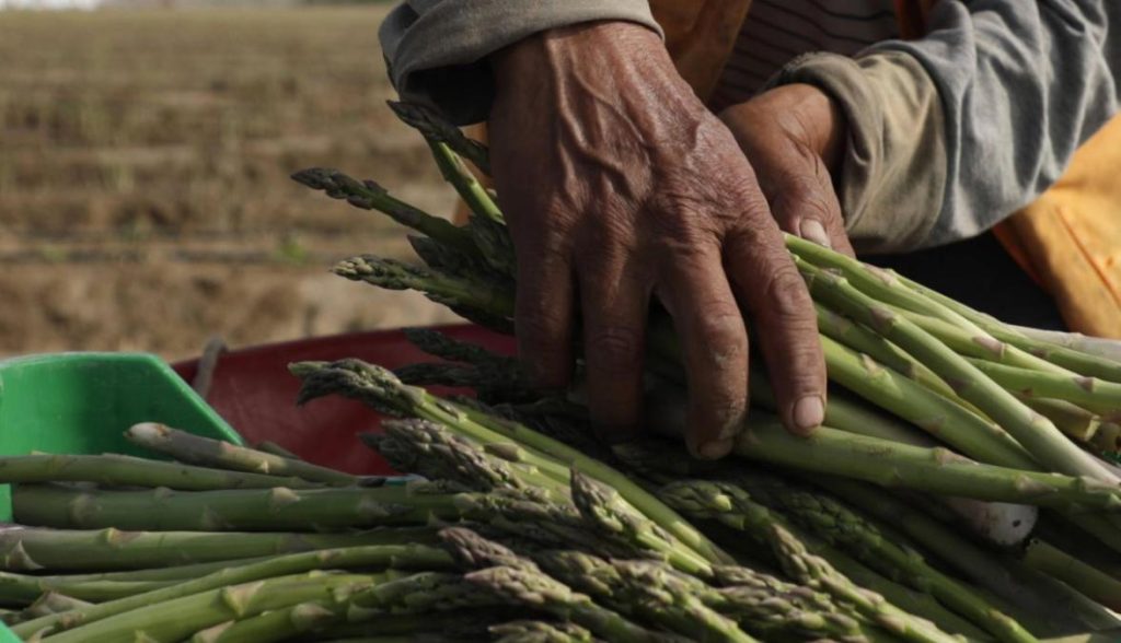 Small Peruvian farmers hit by US tariffs