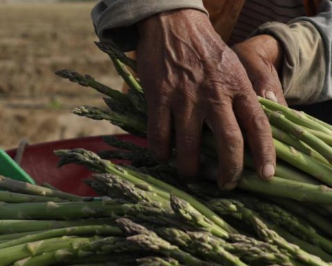 Small Peruvian farmers hit by US tariffs