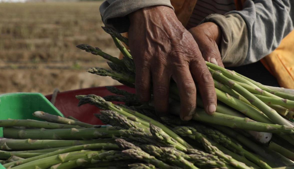 Small Peruvian farmers hit by US tariffs