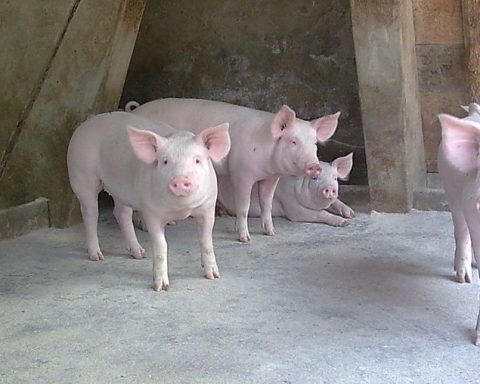 Crianza de cerdos