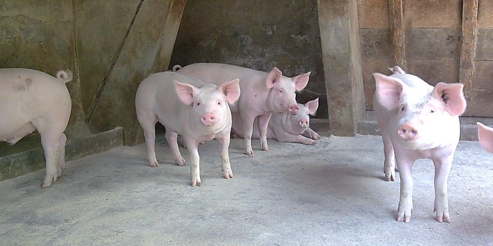 Crianza de cerdos