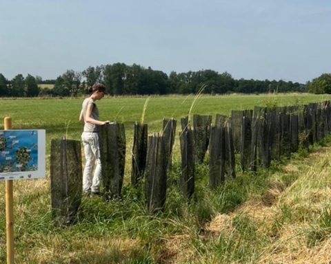 Standing forest: crops and trees reduce the impact of climate change