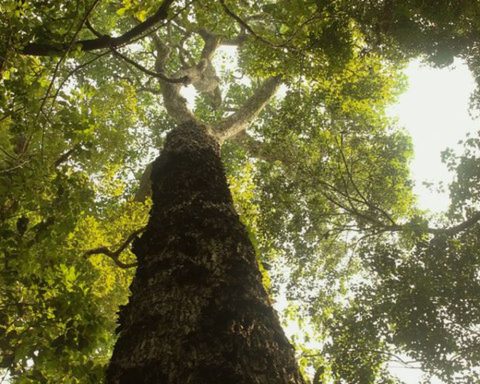 TV Brasil premieres new season of "Parks of Brazil" this Sunday