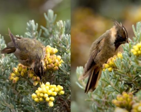 El Colibrí del Nevado del Ruiz que pocos han visto : es considerado guardián del volcán