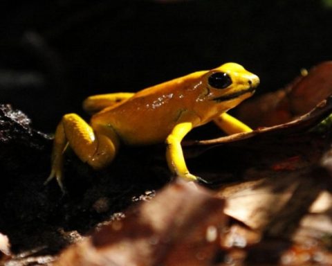 Rana dorada (2)