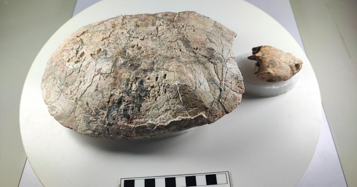 They find a 13-million-year-old fossil turtle and name it in honor of Shakira