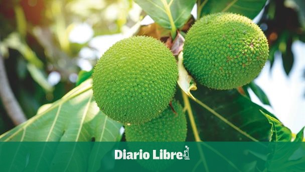 They plant mass chestnut plants in the country