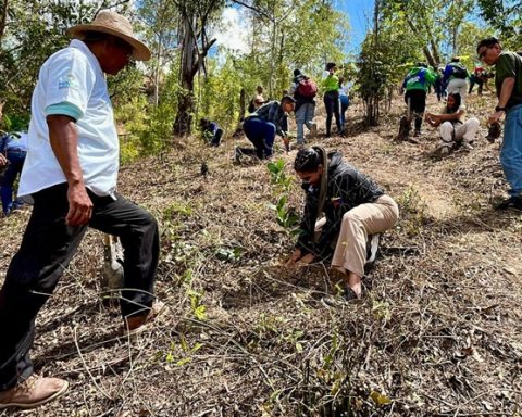 They plant more than 32 thousand trees throughout the Venezuelan territory