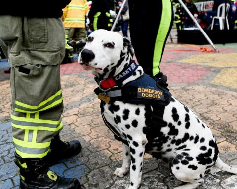 They search for a US citizen missing on Guadalupe Hill, in Bogotá