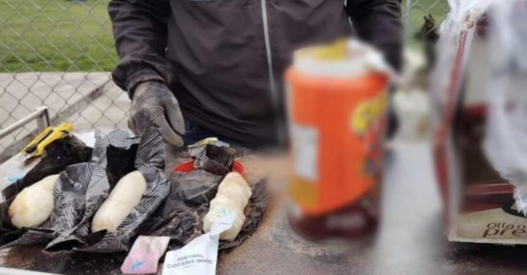 Two anti-drug dogs detect the shipment of cocaine to Cuba in jars of chocolate powder in Ecuador