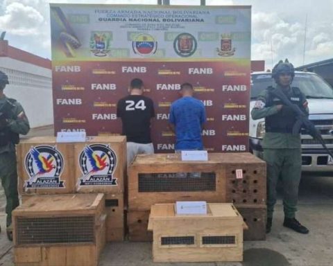 Two wildlife traffickers arrested in Ciudad Bolívar