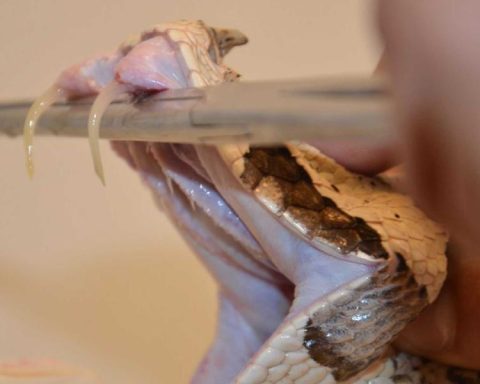 UNAM scientists create antidote against bites of the deadliest snakes in Africa