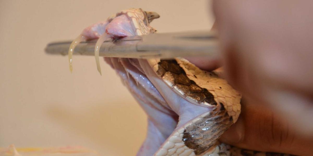 UNAM scientists create antidote against bites of the deadliest snakes in Africa